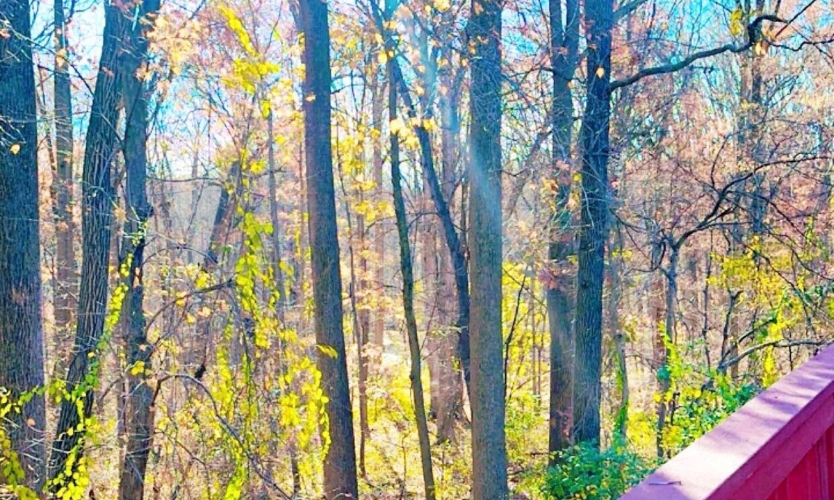 Colesville House | Sunlit Wooded 3BR Retreat: Free Parking. Pet/Infant/Kids-Friendly. Deck. Near DC
