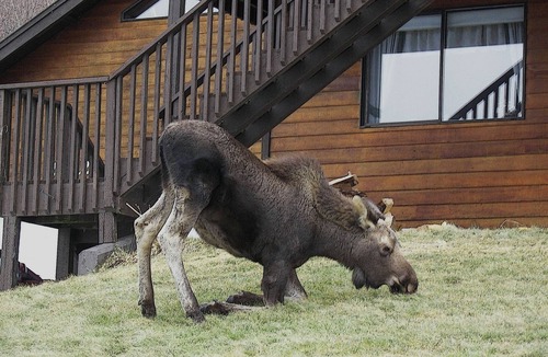 Homer House | Unforgettable Views! Large Home, Peace & Comfort! Alaska Experience Guest House
