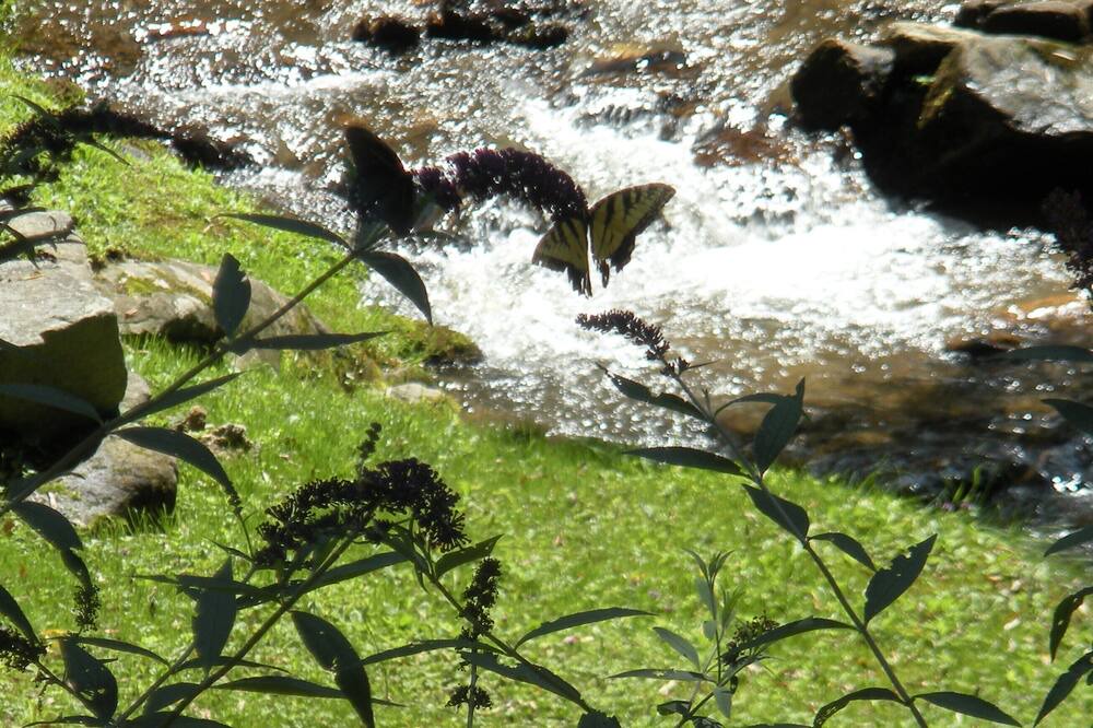 Photo of Others in Cataloochee Ranch