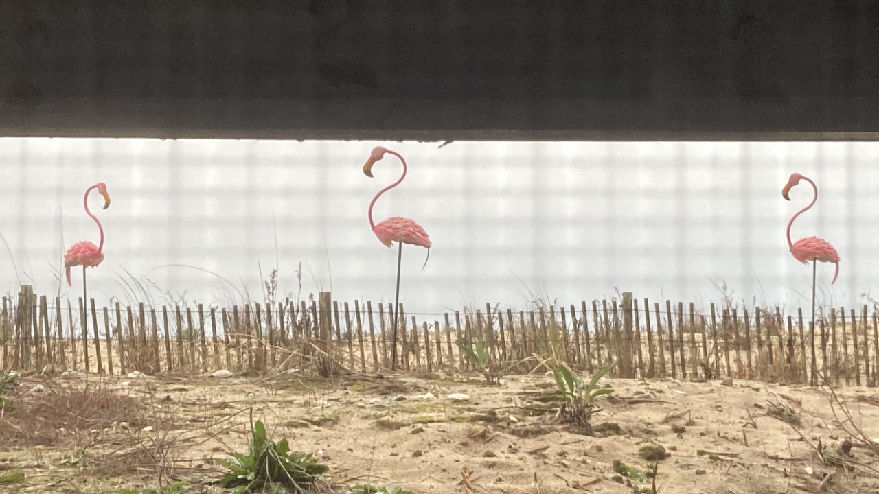 Photo of Others in Dewey Beach