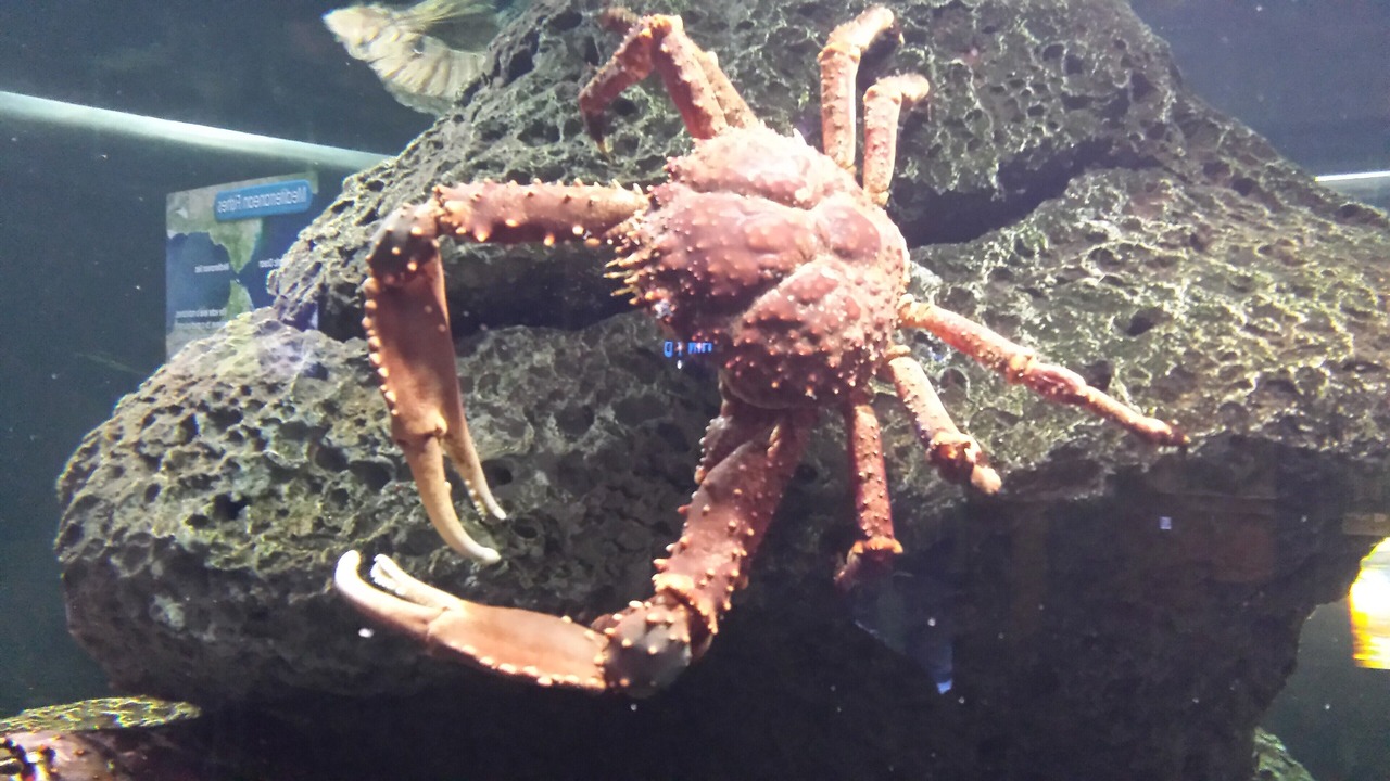 Photo of Others in North Carolina Coast