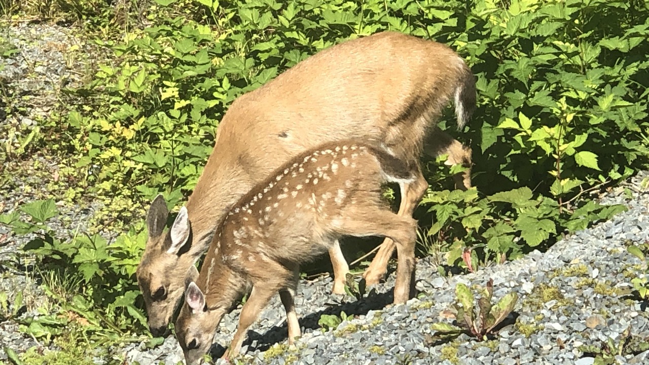Photo of Outdoor in Sitka
