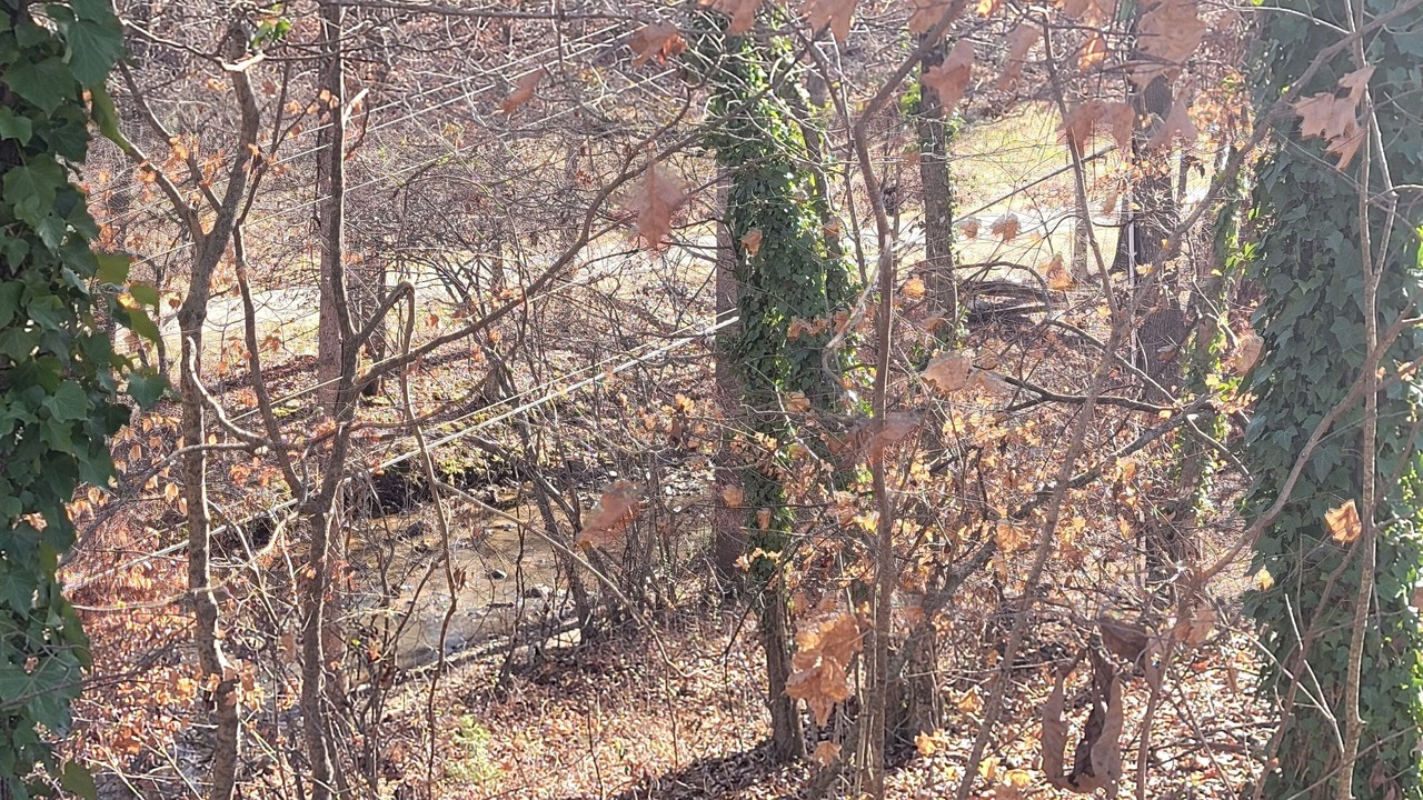 Photo of Others in Paw Creek