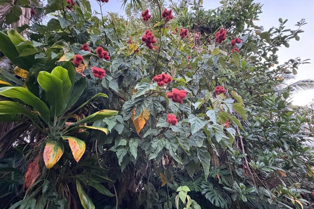 Photo of Others in Hilo